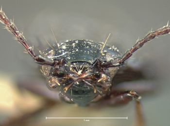 Media type: image;   Entomology 5506 Aspect: head frontal view